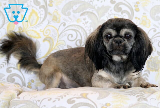 Charmer Shih Tzu Levi Glick image
