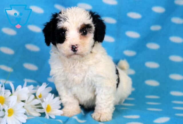 Chase Bichpoo image