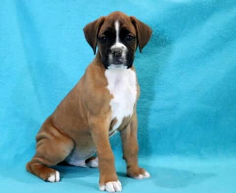 Chase Boxer