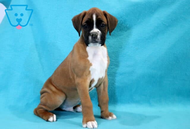 Chase Boxer image