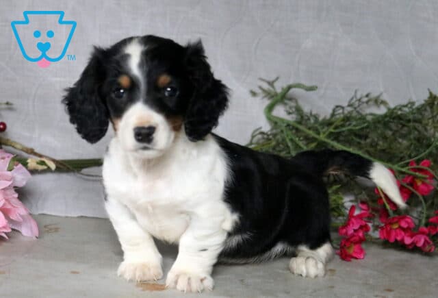 Chase Mini Dachshund image