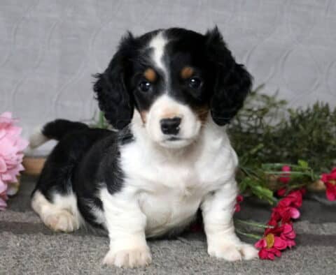 Chase Mini Dachshund2