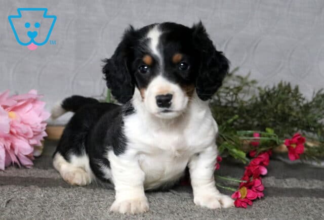 Chase Mini Dachshund2 image