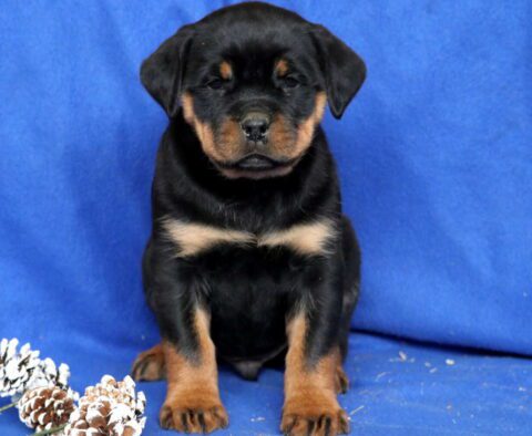 Chaz Rottie