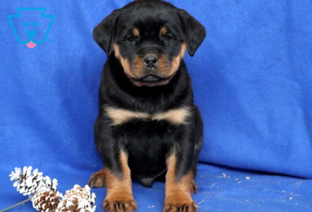 Chaz Rottie image
