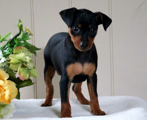 Checkers Min Pin2