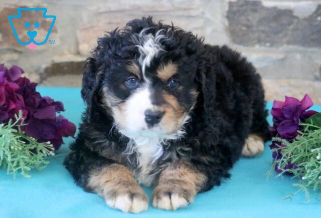 Cheerio Bernedoodle 1-001