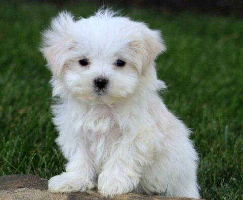 Cheerio Maltese Retake