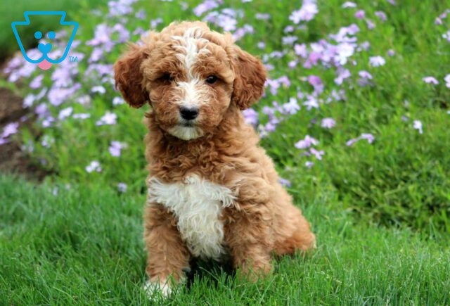 Cheerio Mini Labradoodle