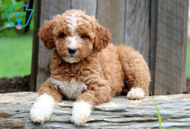 Cheerio Mini Labradoodle2