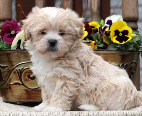 Cheerio Shichon