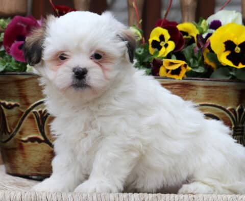 Cheeta Shichon