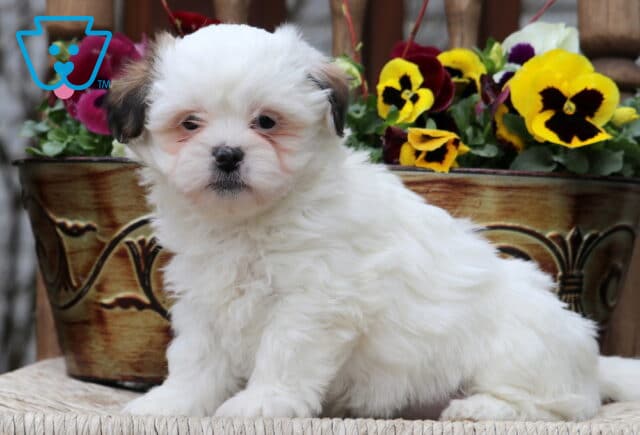 Cheeta Shichon image