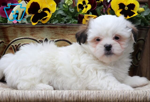 Cheeta Shichon2 image
