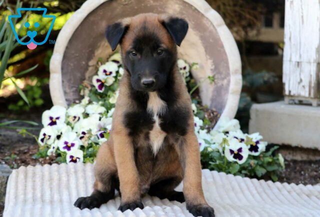 Cheif Belgian Malinois