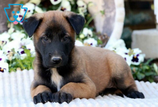 Cheif Belgian Malinois2