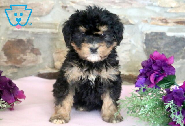 Cherry Bernedoodle 1-001