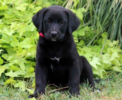 Cherry Lab Mix