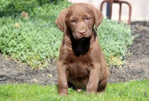 Chesapeake Bay Retriever