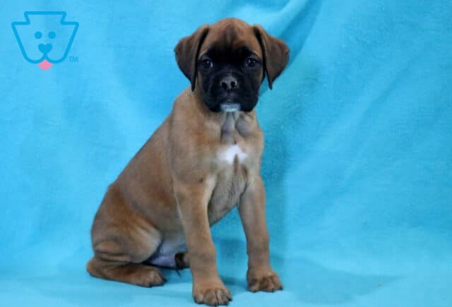 Chester Boxer image
