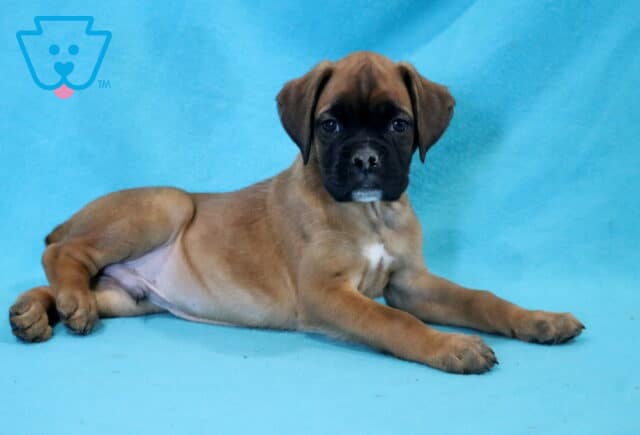 Chester Boxer2 image