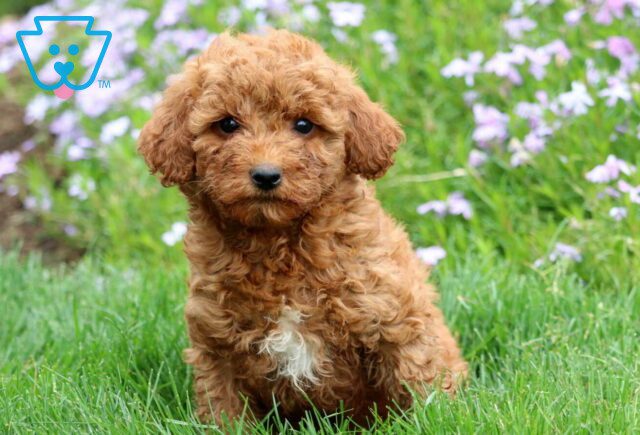 Chicky Mini Labradoodle