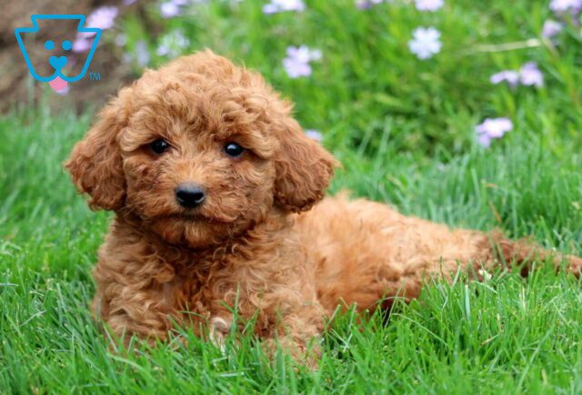 Chicky Mini Labradoodle2