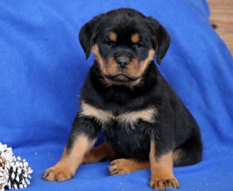 Chico Rottie