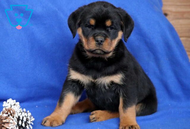 Chico Rottie image