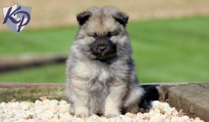 keeshond puppies for sale