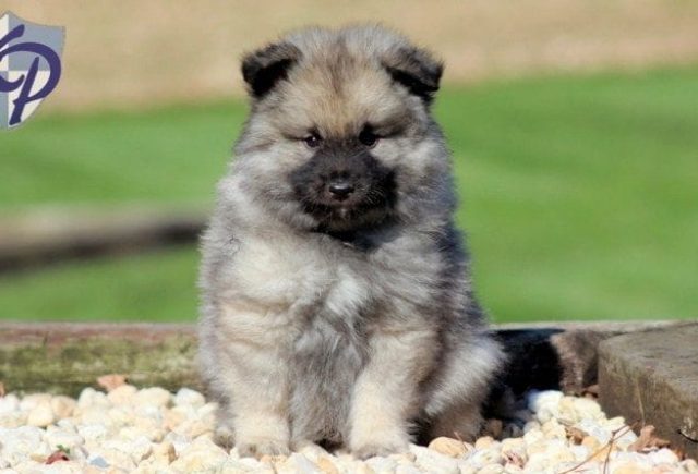keeshond puppies for sale