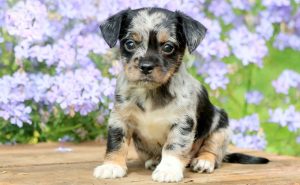 Chihuahua Mix pupipes for sale