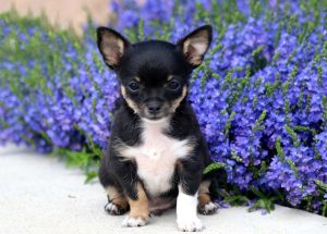 chihuahua puppies for sale