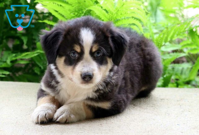 Chip Australian Shepherd