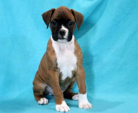 Chip Boxer