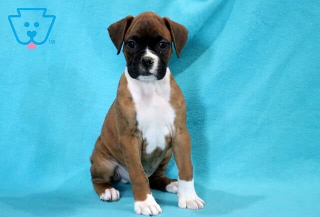 Chip Boxer image