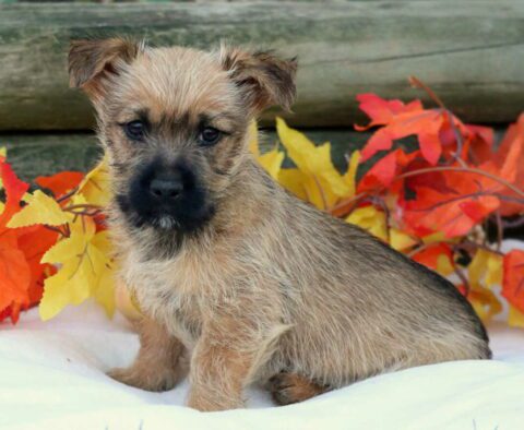Chip Cairn Terrier