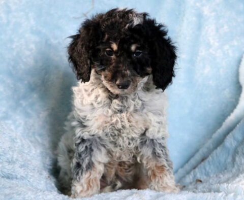 Chip Mini Goldendoodle