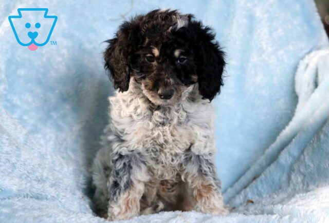 Chip Mini Goldendoodle image