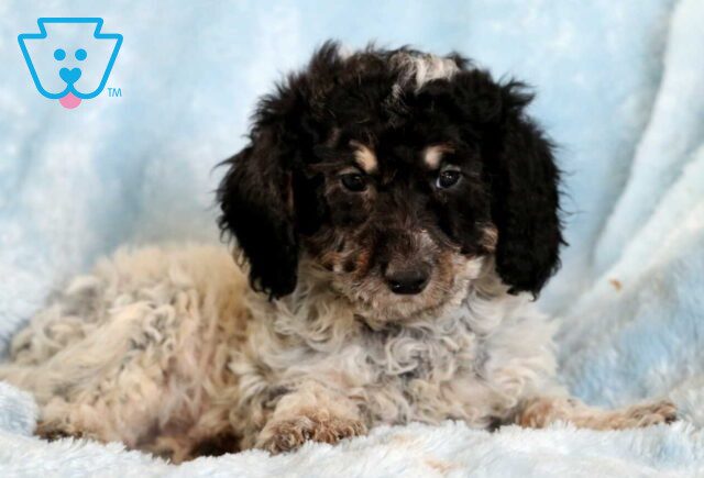 Chip Mini Goldendoodle2 image
