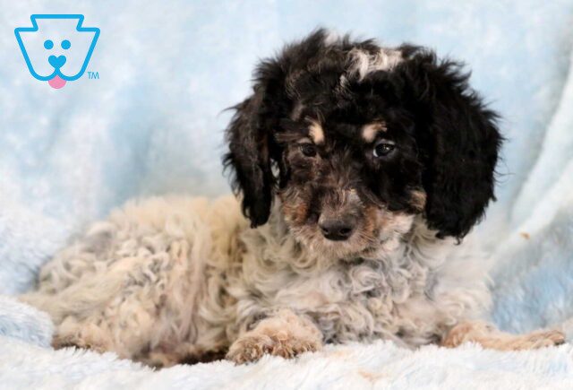 Chip Mini Goldendoodle3 image