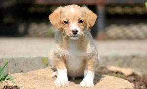 Chi-Poo