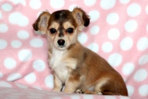 Chiweenie