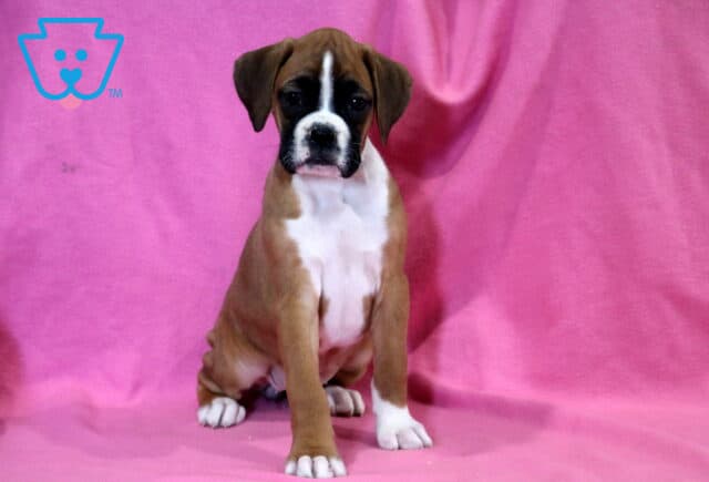 Chloe Boxer image