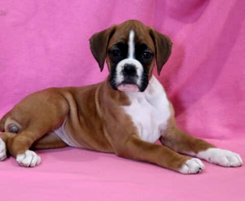Chloe Boxer2
