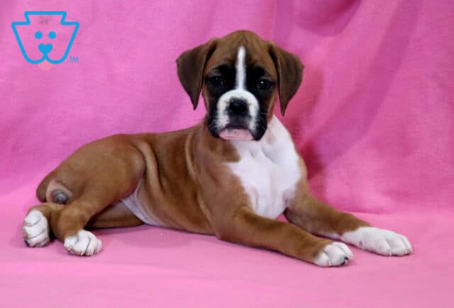 Chloe Boxer2 image