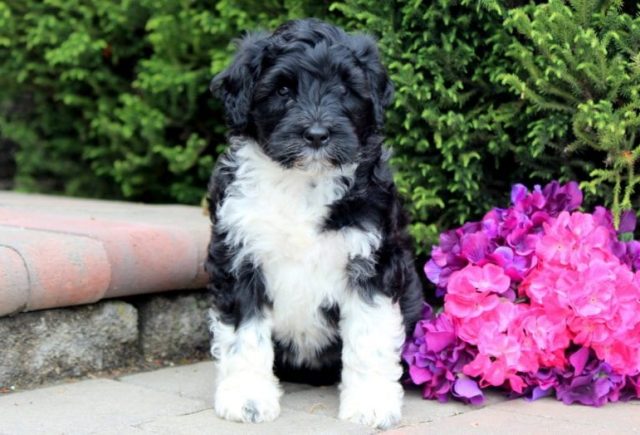 Portuguese Water Dog puppies for sale