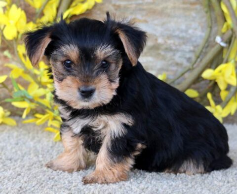 Chloe Yorkie