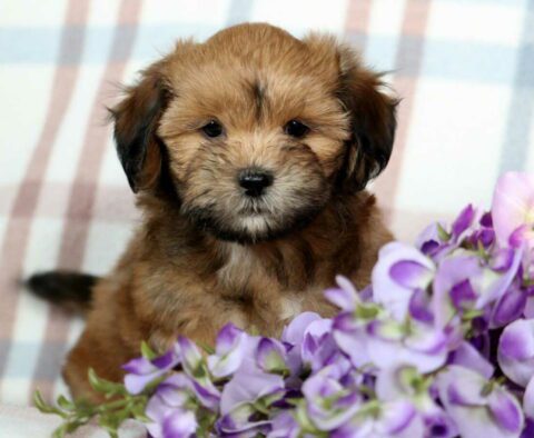 Chocolate Chip Shichon