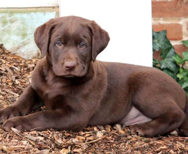 chocolate lab puppies for sale